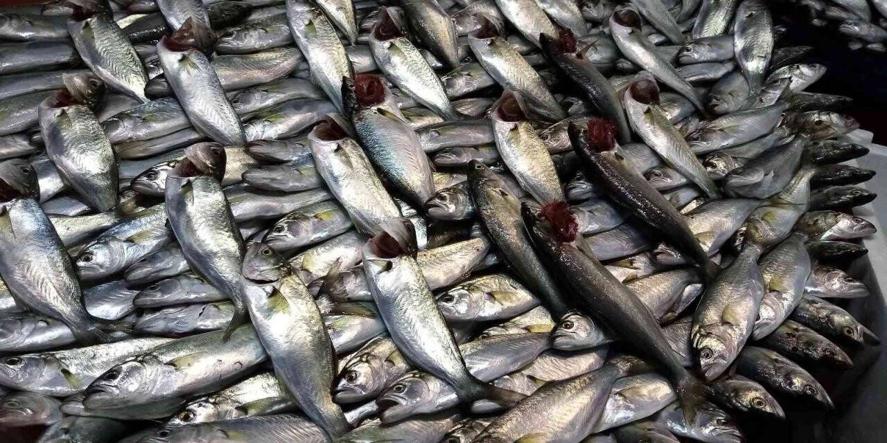 Lodos esti, balık tezgâhları şenlendi