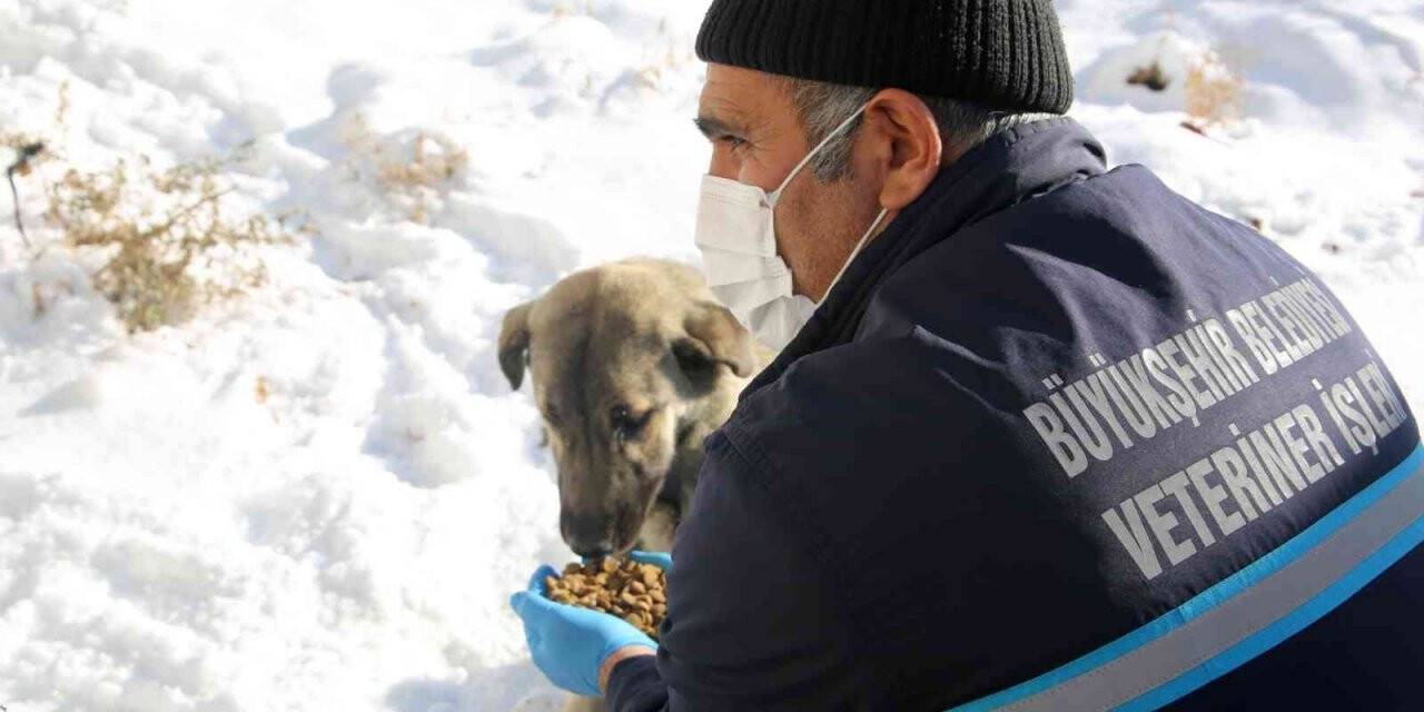 Büyükşehir’in ekipleri yaban hayatını korumak için doğaya yem bırakıyor