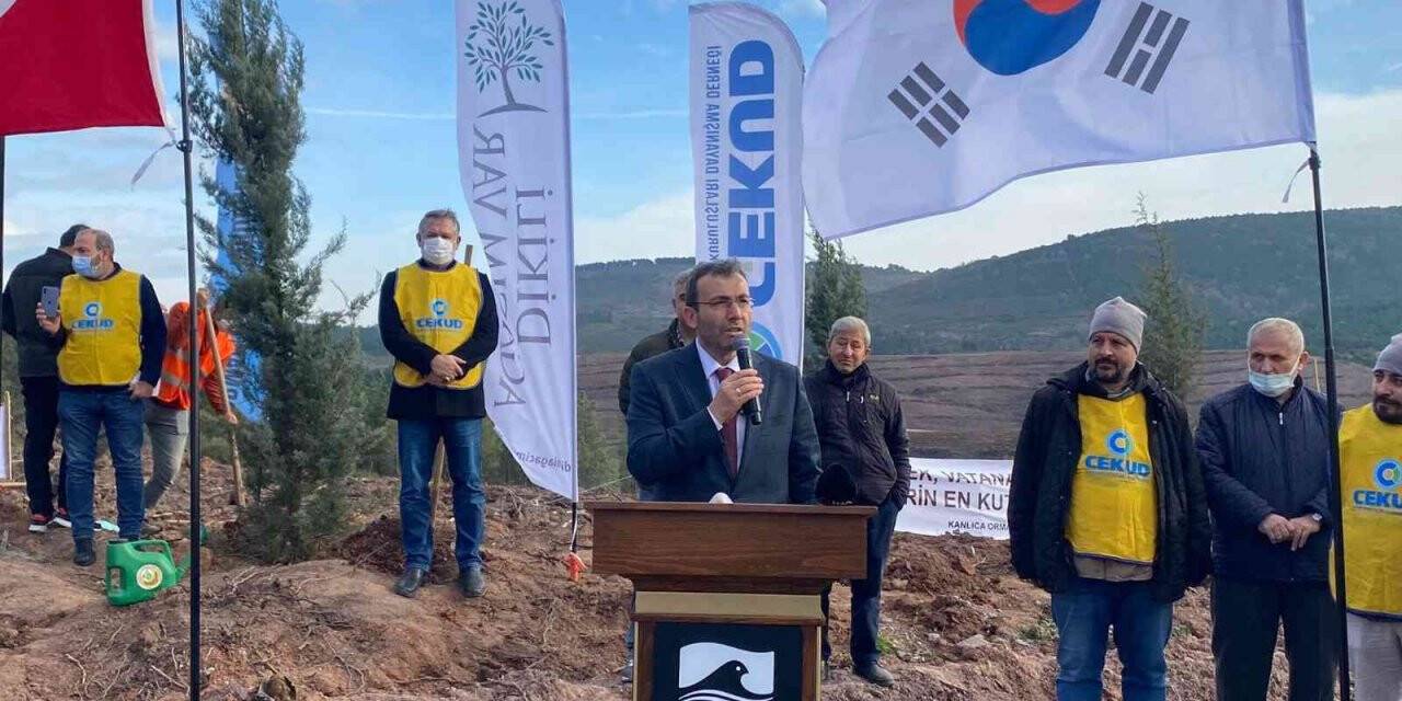Orman yangınında Güney Koreli vatandaşların bağışladığı fidanlar, Pendik’te hayat buldu