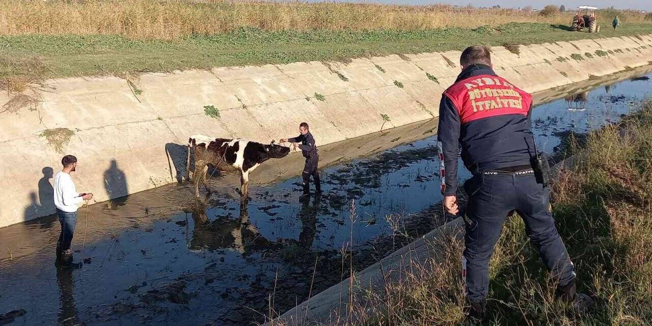 Firar eden düvenin başına gelmeyen kalmadı