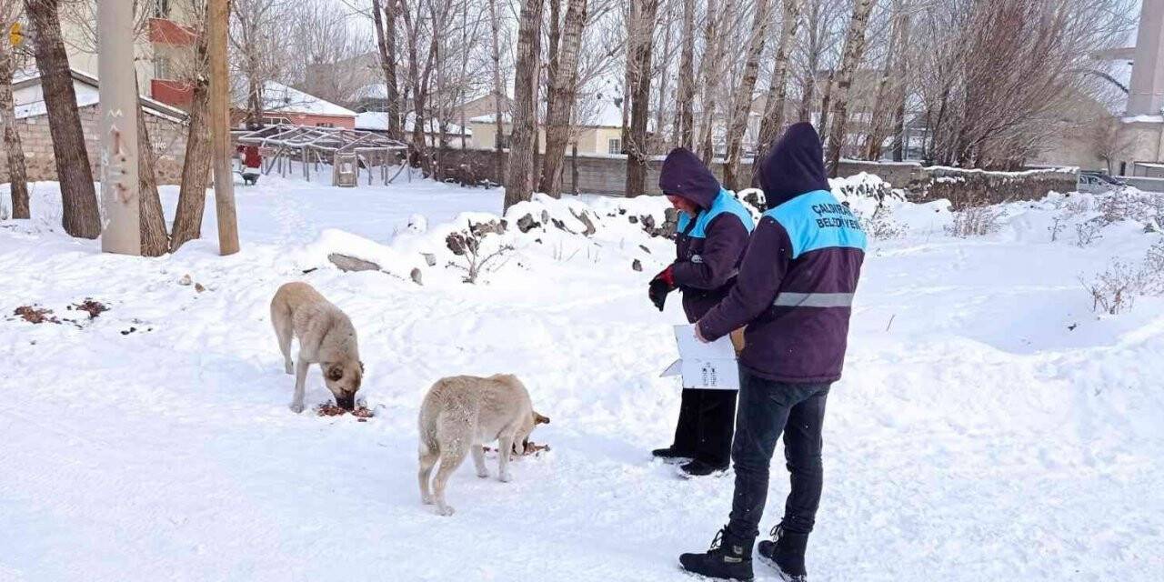 Çaldıran belediyesi sokak hayvanlarını unutmadı