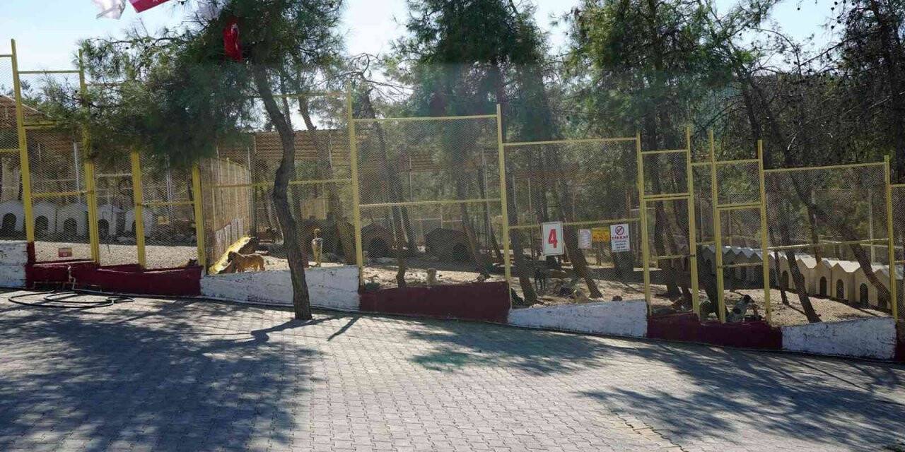 Kahramanmaraş’ta sokak hayvanları toplanıyor