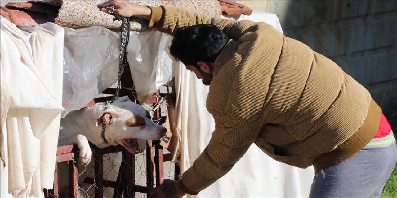 Sahipsiz ve tehlike arz eden hayvanlarla ilgili yurt genelinde önlem alınacak