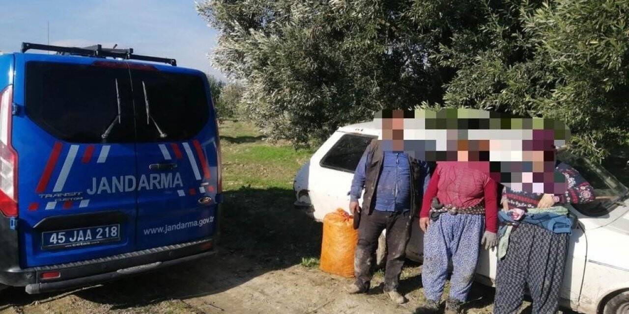 Hırsızlıktan aranan şahıslar zeytin çalarken yakalandı