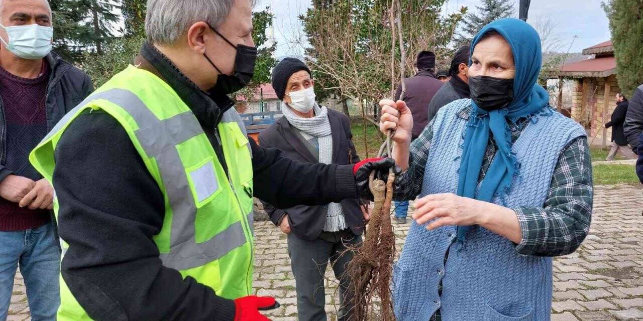 Altınordu’da 100 bin fidan toprakla buluşturuluyor