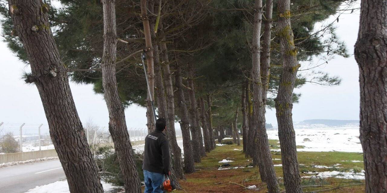 Sinop Belediyesi’nden devrilen ağaçlara müdahale