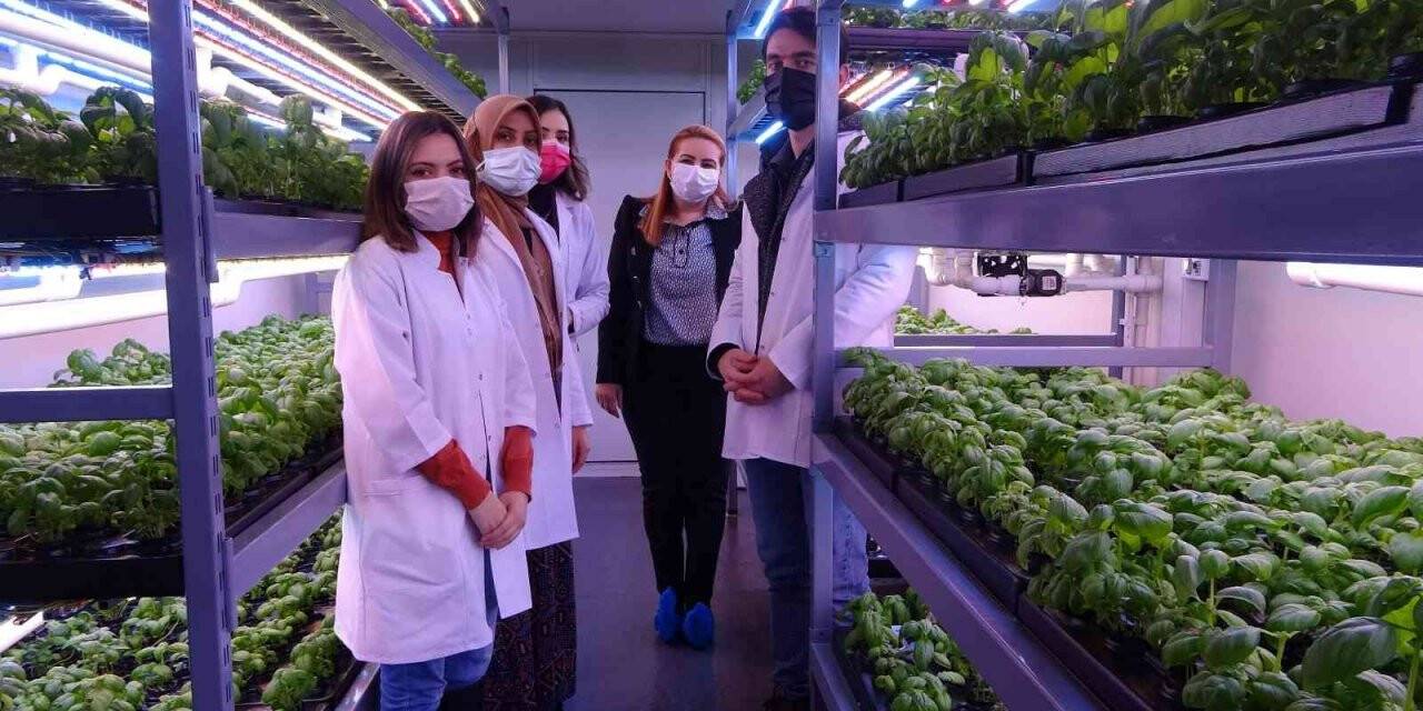 Konteynerde tarım dönemi