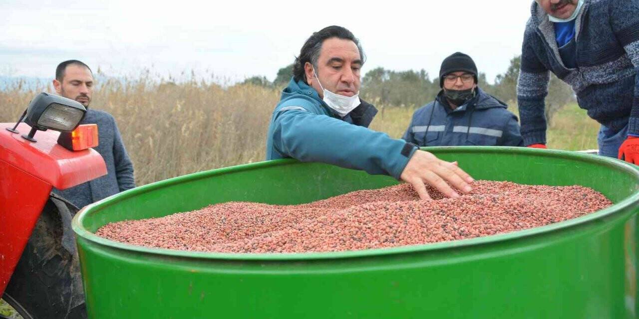 Aliağa’da Damızlık Koyun Üretim Merkezi için yem bitkisi ekildi