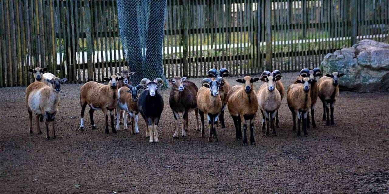 Ormanya’ da haftalık bakım yapıldı, hayvanlar enerji depoladı