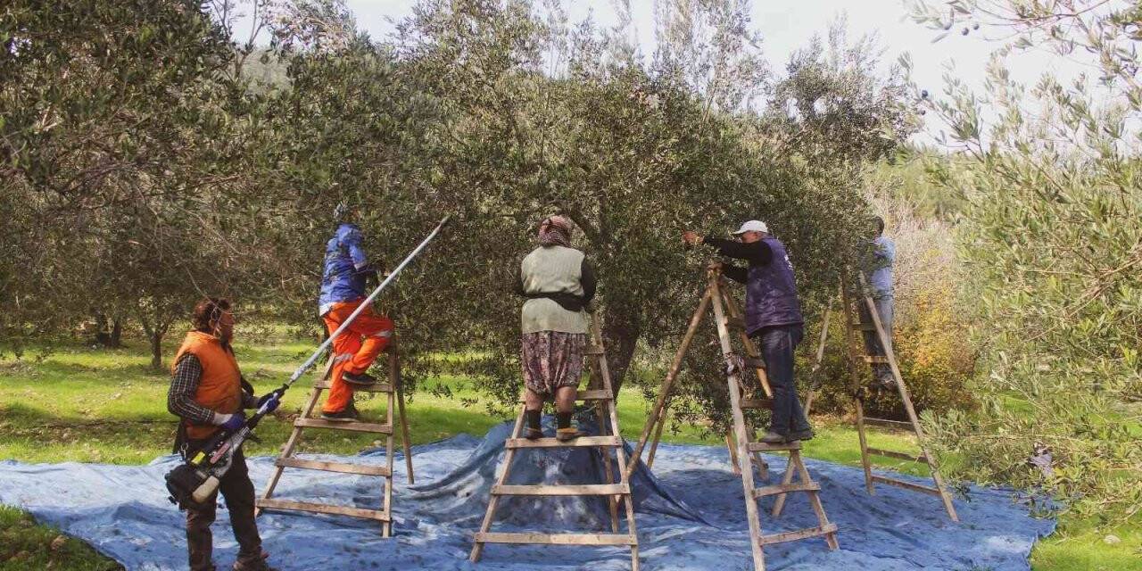 Coğrafi işaretli ürünlere talep hızla artıyor