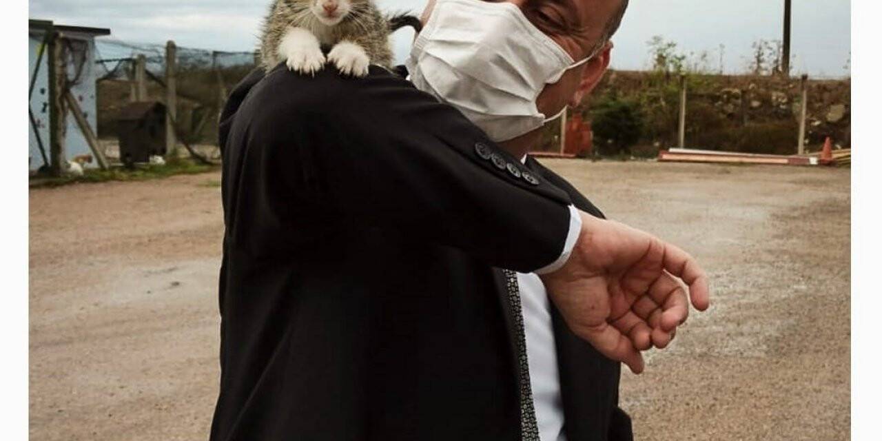 Sinop Belediyesi’nden ’sokak hayvanları’ açıklaması