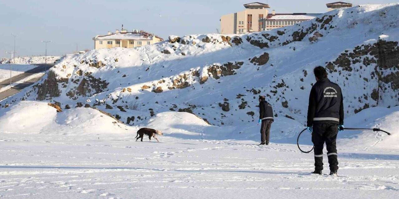 Van’da sahipsiz pitbull cinsi köpek koruma altına alındı