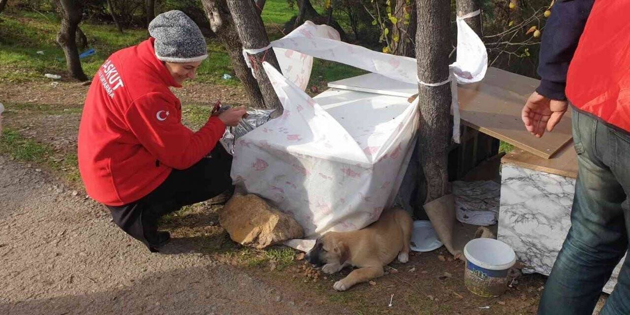 Fabrika atıkları can dostlarına yuva oluyor