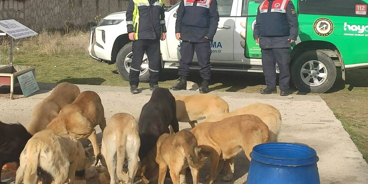 Kütahya’da sokak hayvanları unutulmadı