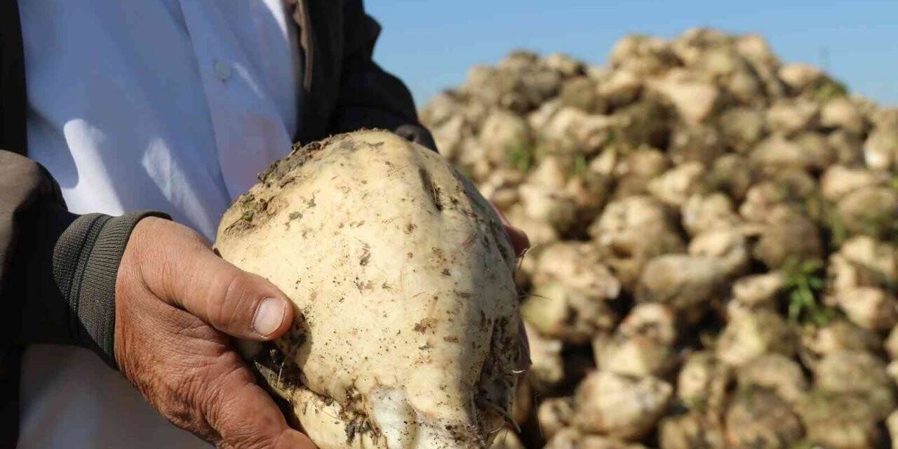 Pancar üreticisinin fiyat bekleyişi sürüyor