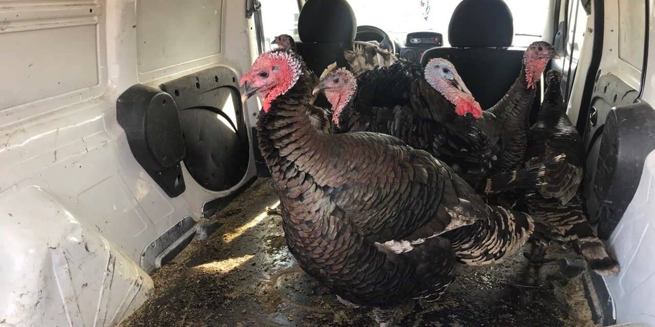 Yılbaşı hindileri el yakıyor