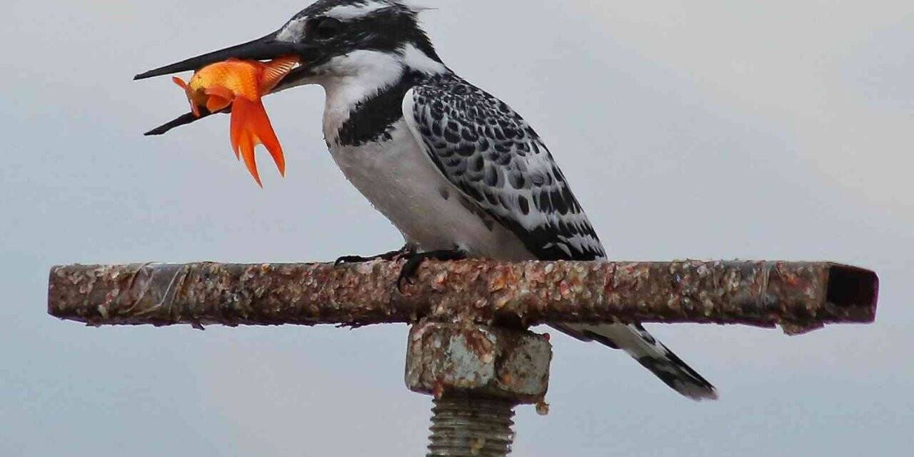 Kahramanmaraş’ta ilk kez yalıçapkını görüntülendi