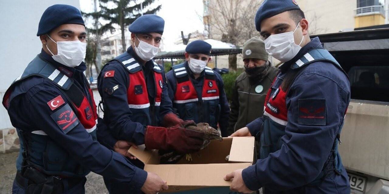 Yaralı şahin tedavi altına alındı