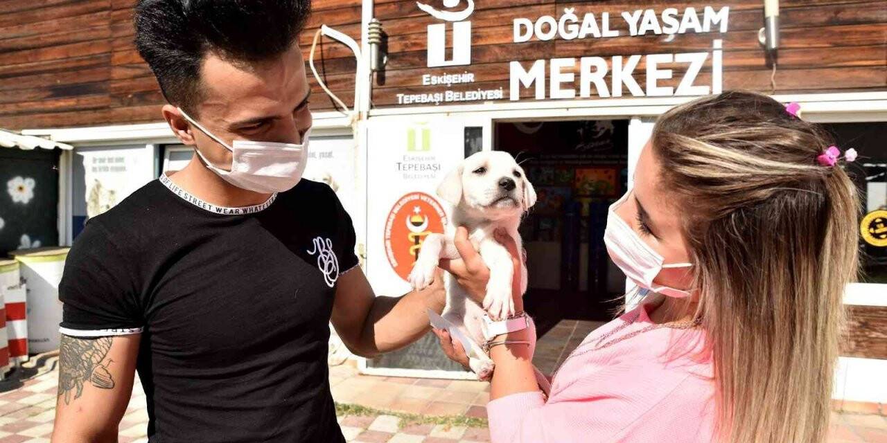 Binlerce hayvan tedavi edildi, yüzlercesi sahiplendirildi