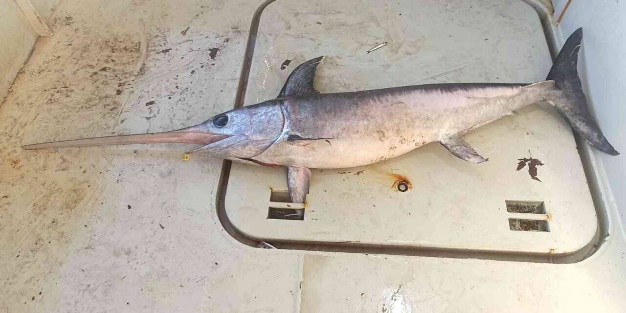 Hamsi ağına bir buçuk metrelik kılıç balığı takıldı