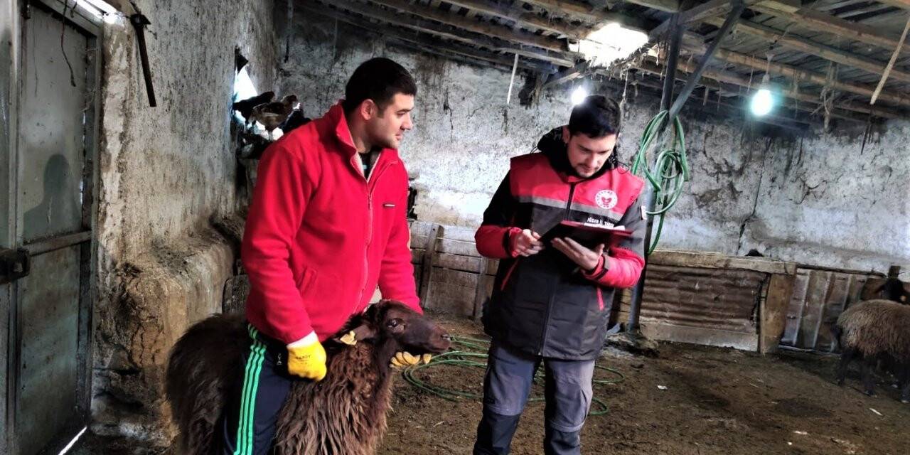 Damızlık koyun ve keçi küpe tespit çalışmaları başladı