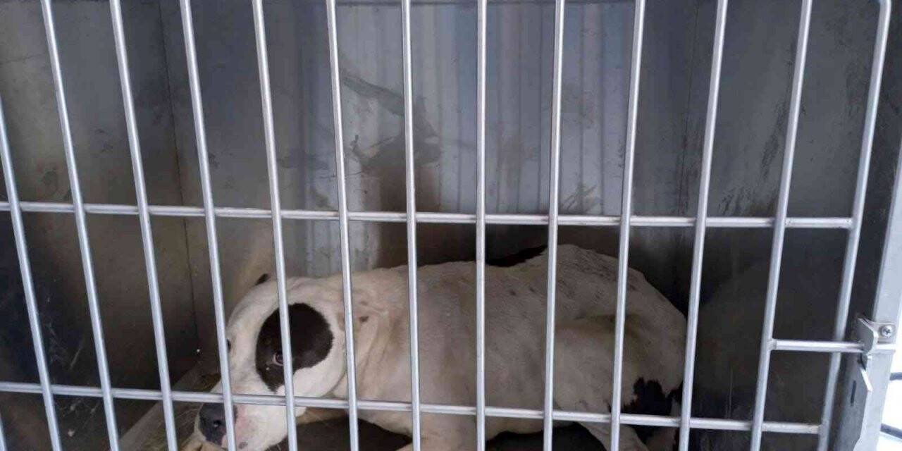 Çatak’ta pitbull cinsi köpek yakalandı