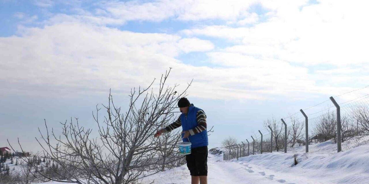 Karlı dağdaki yaban hayvanlarına yem