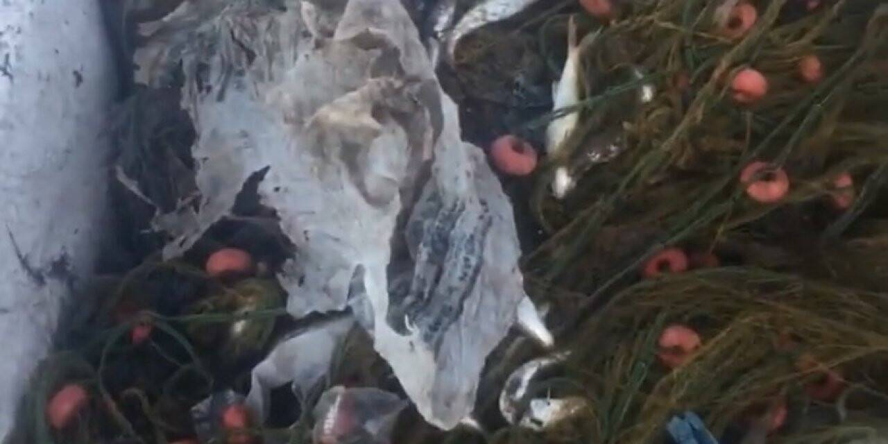 Balıkçıların ağlarına takılanlar pes dedirtti