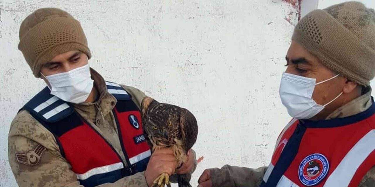 Ardahan’da çakır kuşu donmak üzereyken bulundu