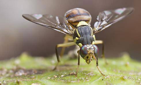 Sinekler Zor Kararlar Alırken Duraksıyor