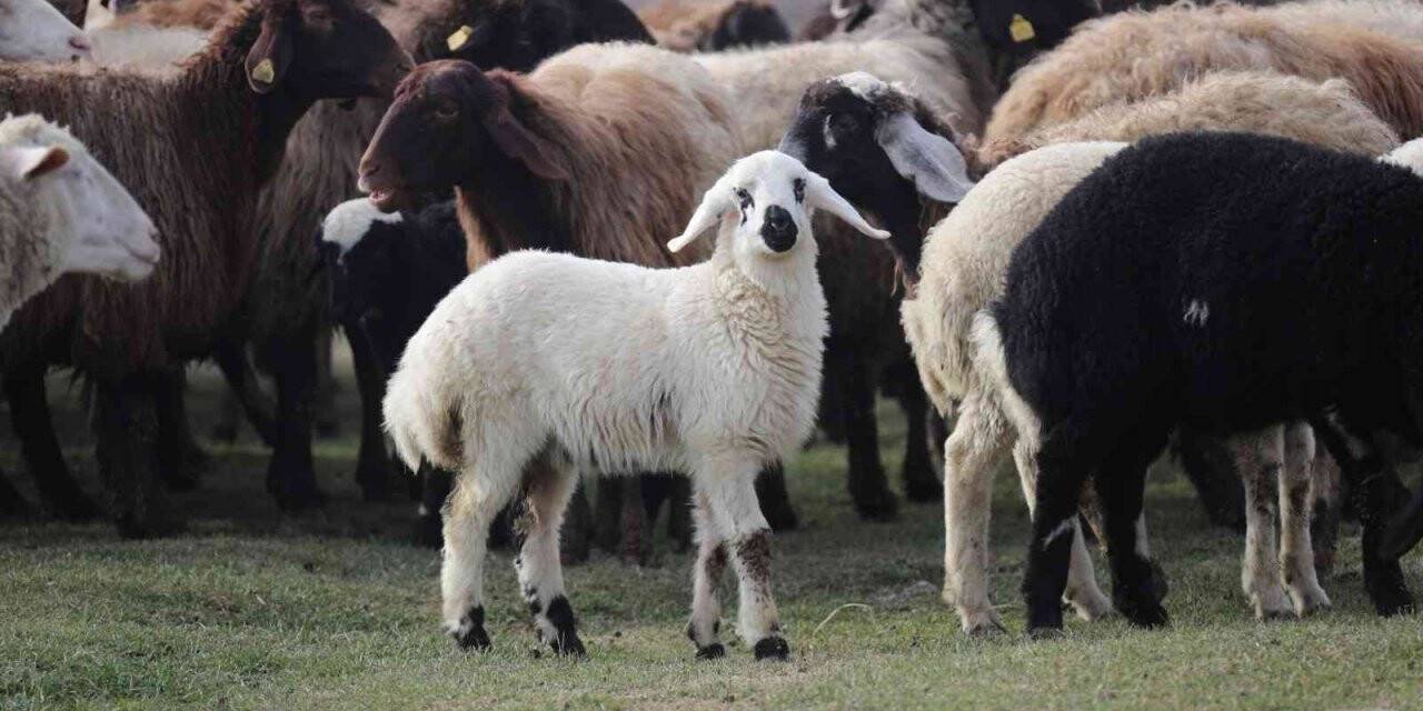 Tokat’ta 80 bininci koyun dağıtıldı
