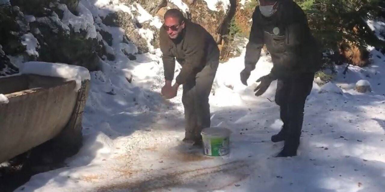 Yaban hayvanlarının yaşam alanlarına yem bırakıldı