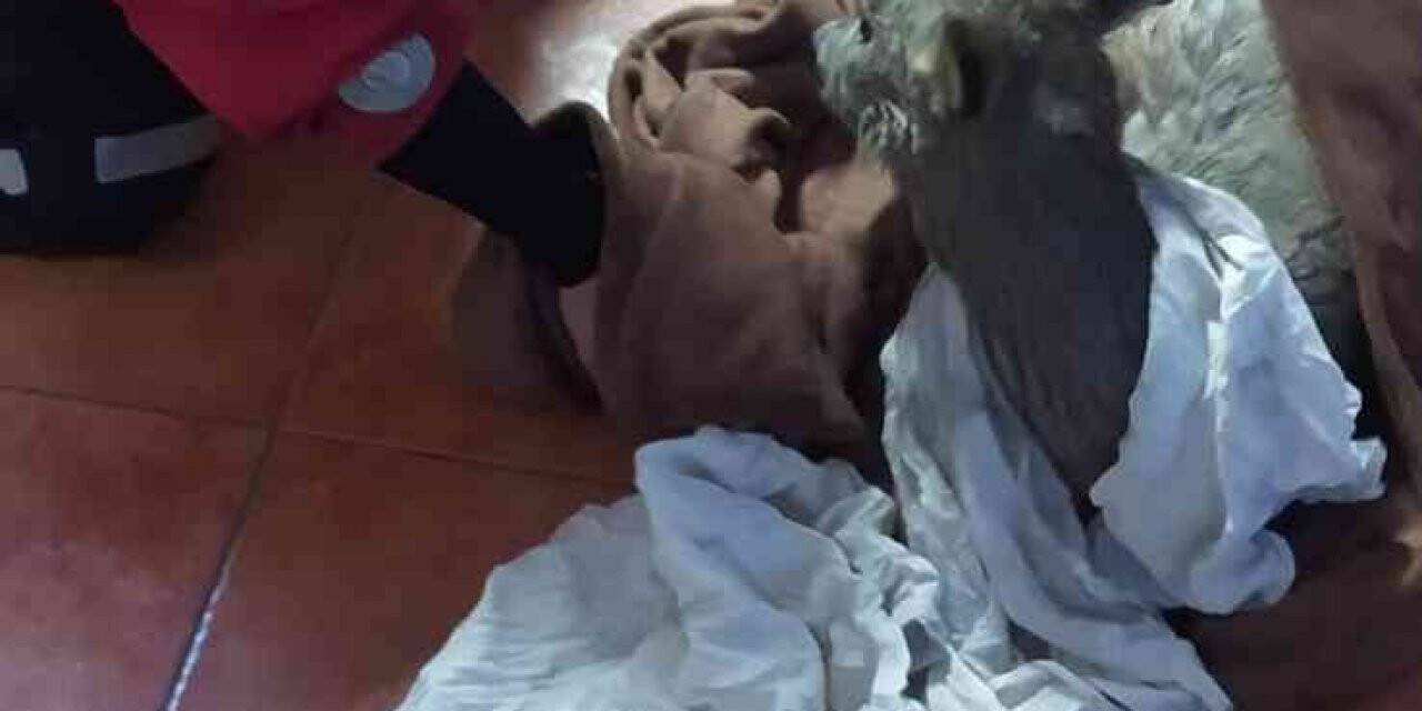 Polonya’da buz tutmuş nehre saplanan karacayı itfaiye kurtardı