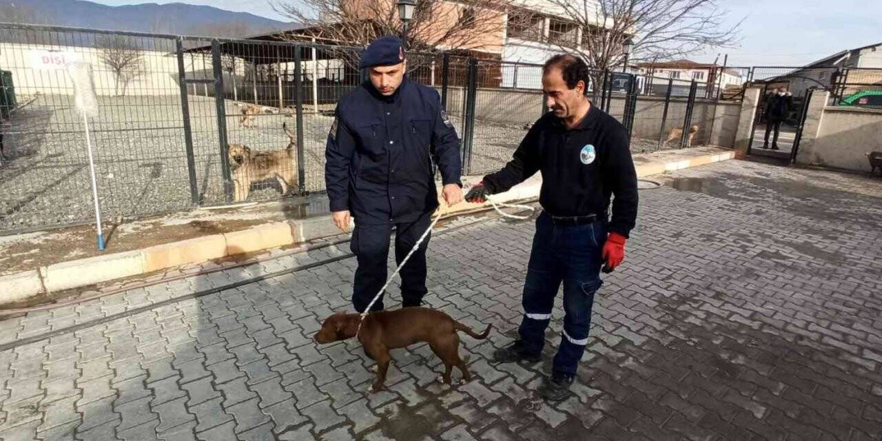 Başıboş olarak bulunan pitbull barınağına teslim edildi