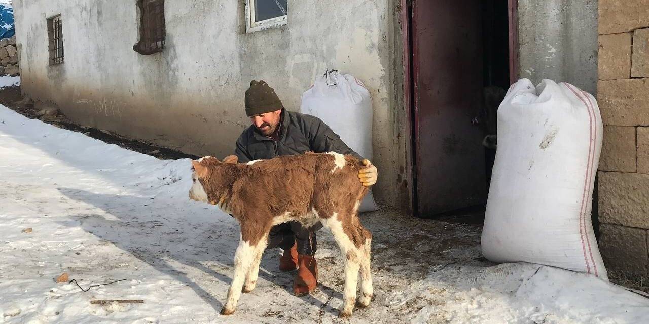 Bayburt’ta suni tohumlama yöntemiyle doğan buzağı, süt ırkına ait ilk buzağı olarak kayıtlara geçti