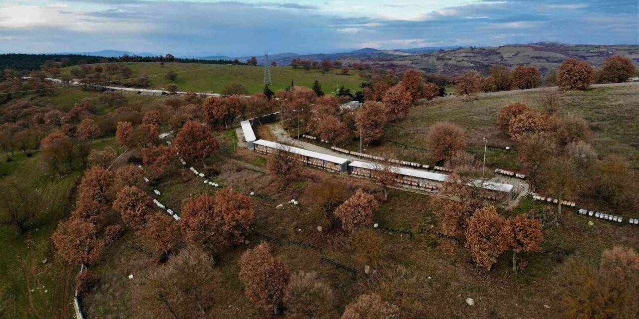 Balın kraliçeleri sezona hazırlanıyor