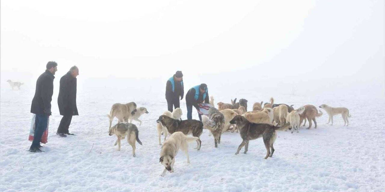 Tuşba Belediyesi sokak hayvanları için seferber oldu