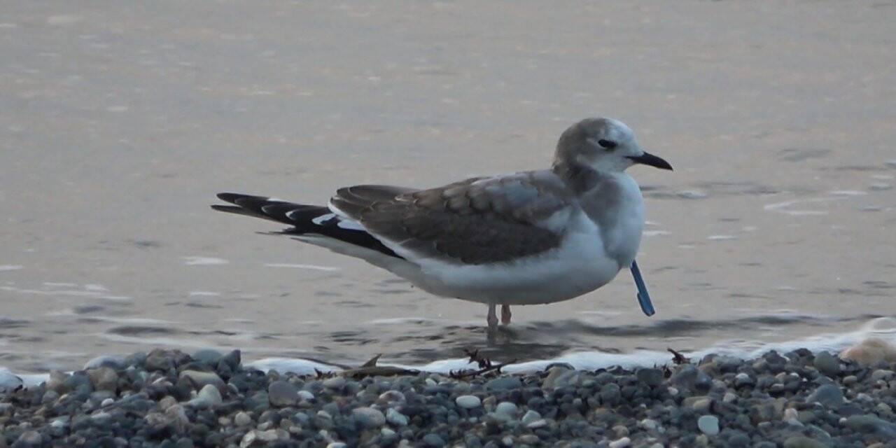 Türkiye’de ilk... Hatay’da çatal kuyruklu martı görüntülendi