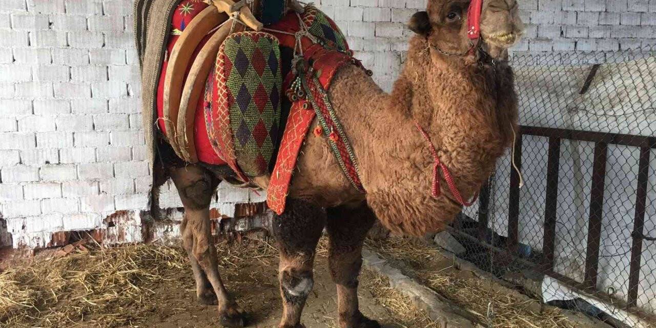 Ev, araba değil bu sefer ’pehlivan deve’ haczedildi