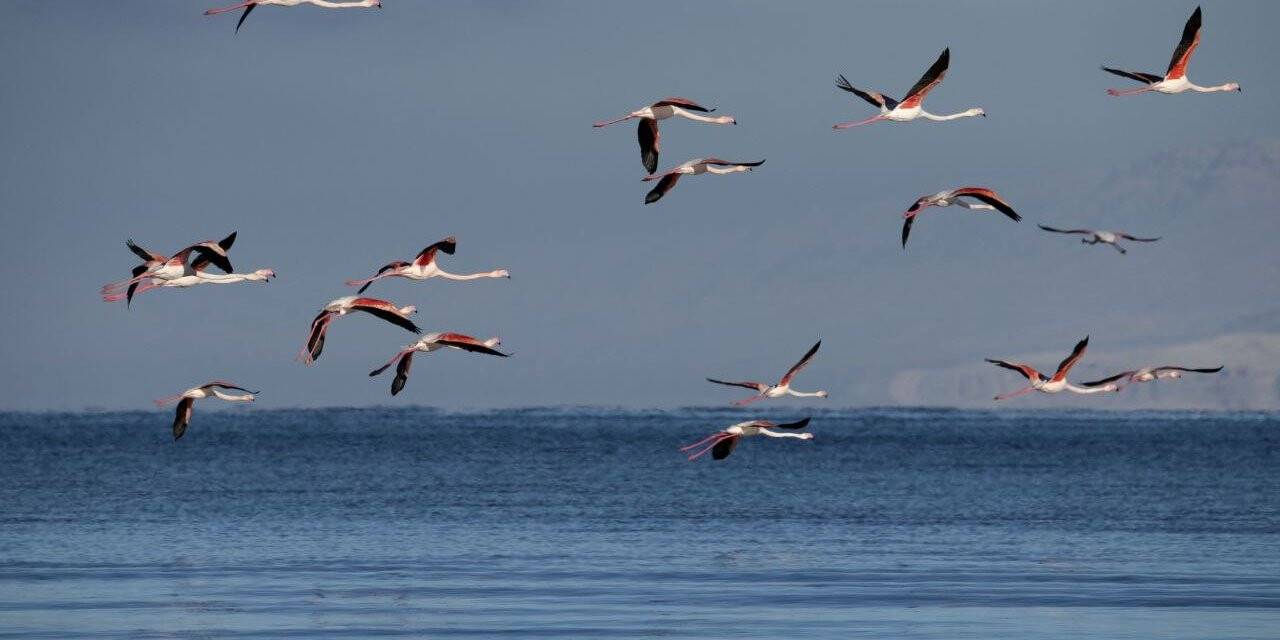 Flamingolar kış mevsiminin gelmesine rağmen Van’ı terk etmedi
