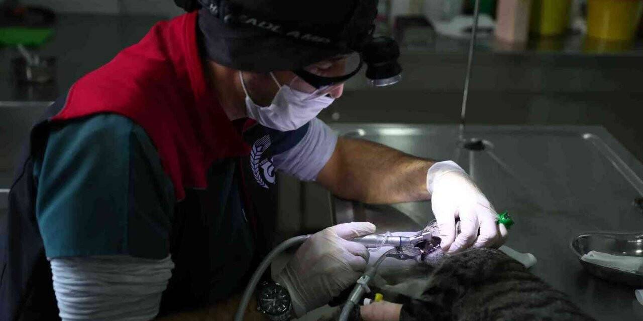 Bağcılar’da can dostlara 5 yıldızlı sağlık hizmeti