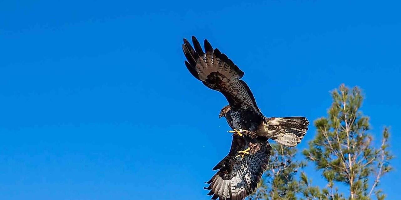 Gözleri tedavi edilen kartal özgürlüğe kanat çıprtı