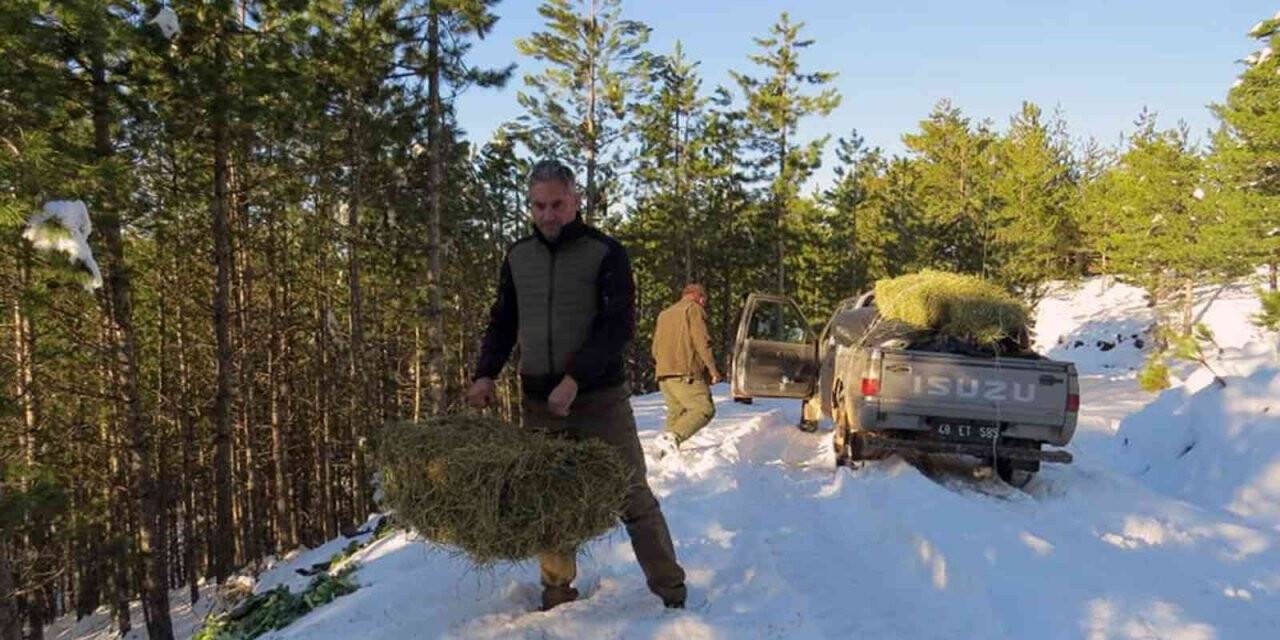 Yaban hayvanlarına yem