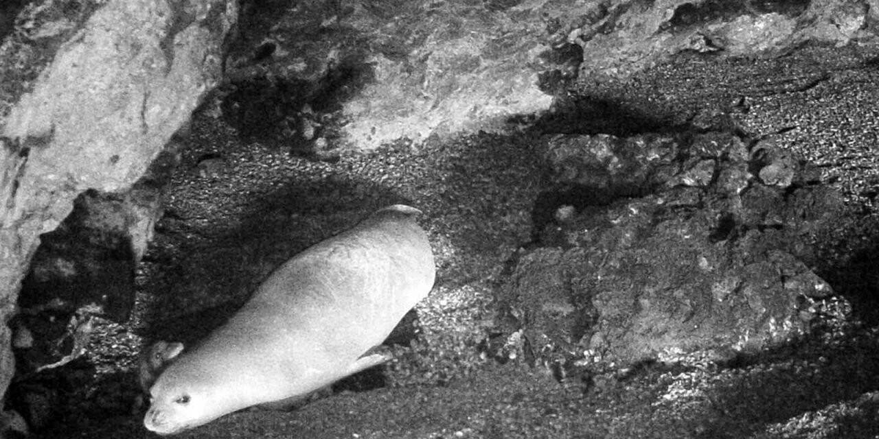 Yeni doğan Akdeniz fokuna isim aranıyor