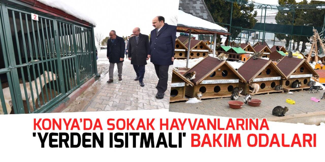 Konya'da sahipsiz sokak hayvanları 'yerden ısıtmalı' bakım odalarında ağırlanıyor