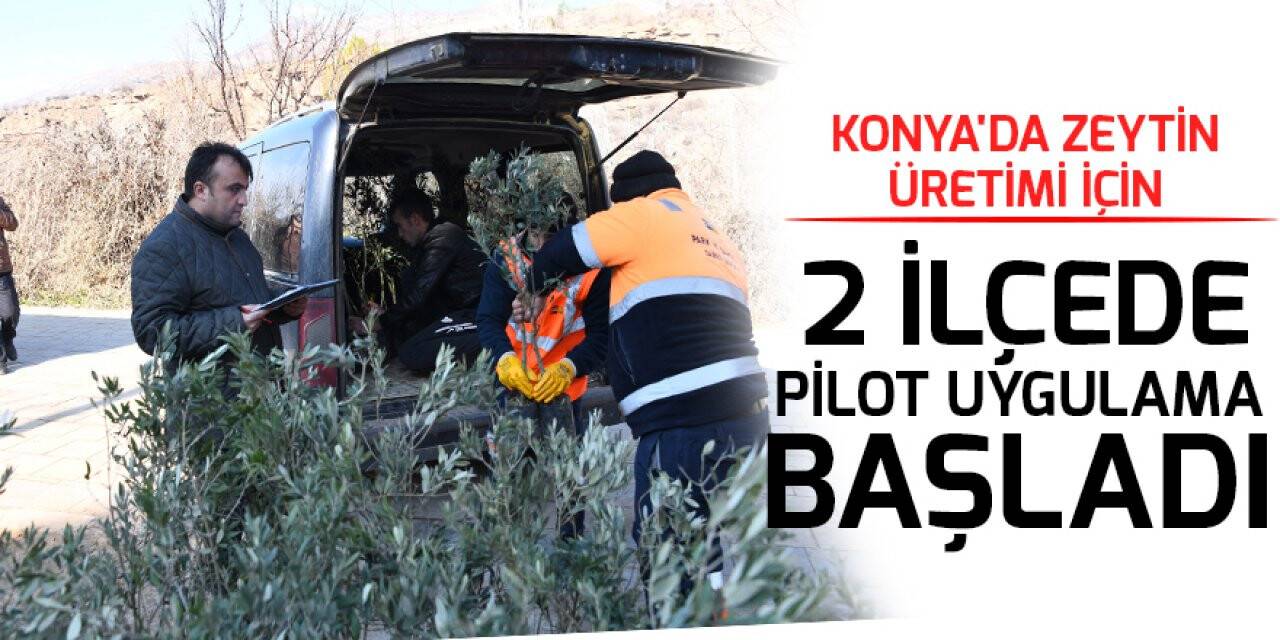 Konya'da zeytin üretimi için pilot uygulama başladı