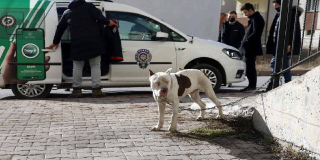 Yaptırımlardan korkanlar pitbull köpeklerini sokağa terk ediyor