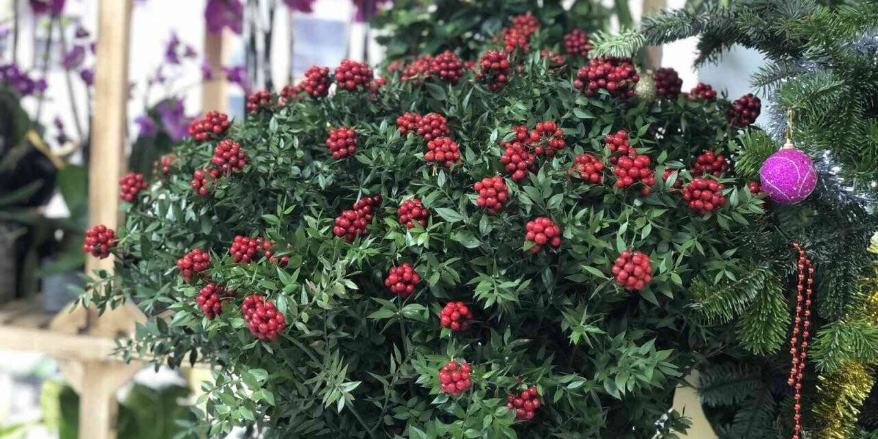 Kokina çiçekleri yılbaşına hazır