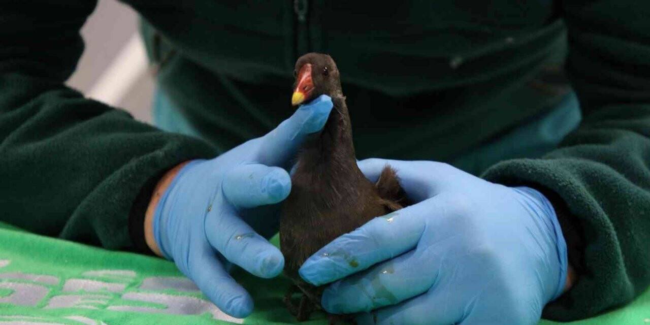 Yaralı bulunan su tavuğu koruma altına alındı