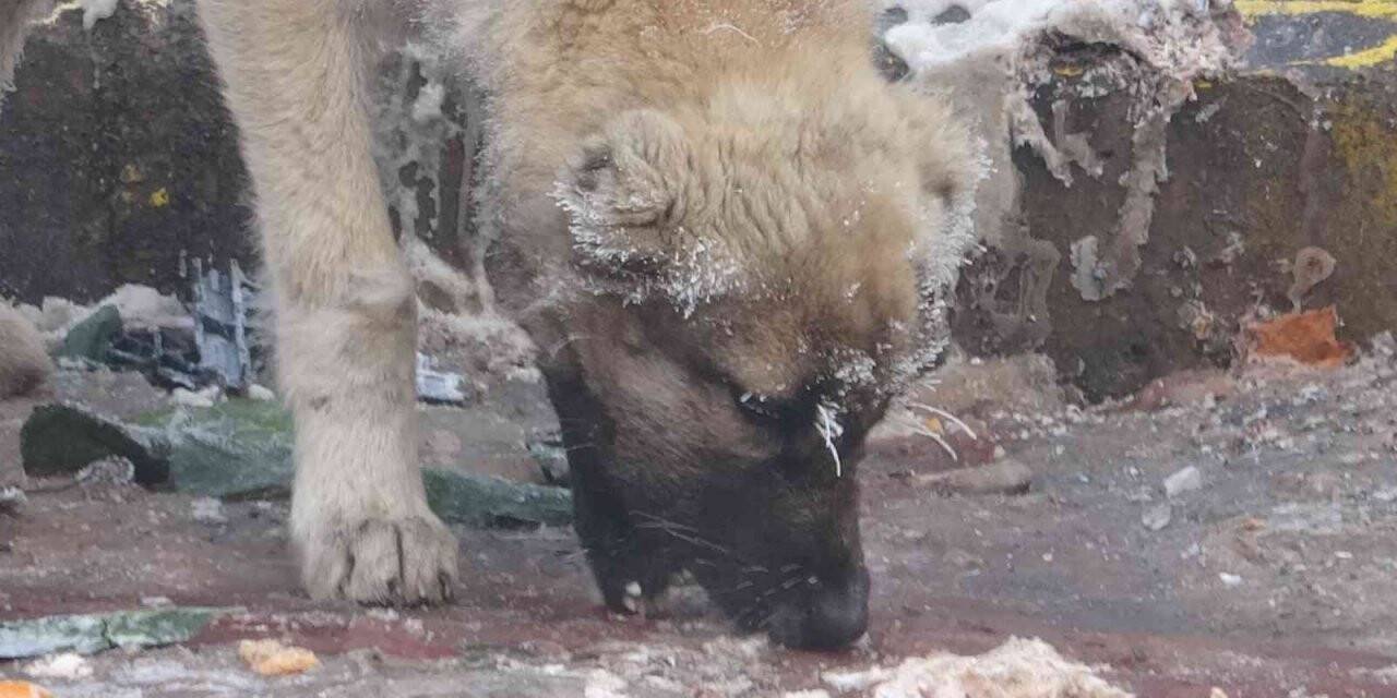 Ardahan buz kesti, hava sıcaklığı eksi 23’e düştü